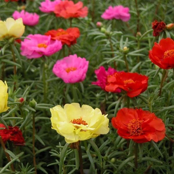 Outsidepride Mixed Moss Rose Seeds - 250 Pcs Annual, Drought & Heat Tolerant, Pollinator Friendly Ground Cover Seeds for Planting w/Vibrant Blooms & Succulent Foliage, Ideal for Xeriscaping