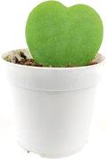 Hoya Sweetheart (4 inch) - Pet-Friendly Houseplants - Attractive Indoor Plants, Easy to Grow, Pet Safe Plants for Cats & Dogs, Ideal for Home Decor, Office & Gift