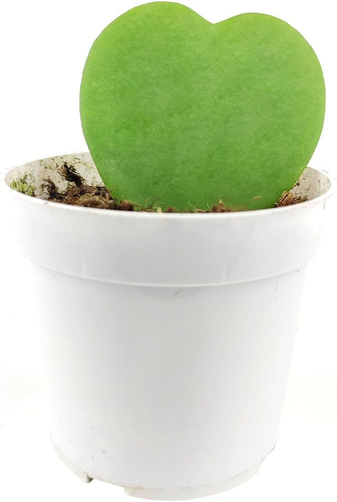 Hoya Sweetheart (4 inch) - Pet-Friendly Houseplants - Attractive Indoor Plants, Easy to Grow, Pet Safe Plants for Cats & Dogs, Ideal for Home Decor, Office & Gift