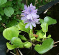 Common Water Hyacinth (Eichhornia crassipes) | Floating Plants for Water Gardens and Ponds (9, Count)