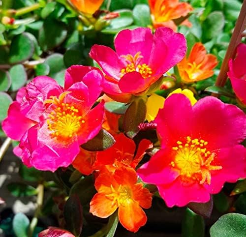 Purslane Large Flower Seed Mix Portulaca Grandiflora Rose Moss Succulent Seeds for Planting 1000+ Seeds