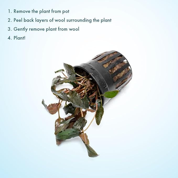 SubstrateSource Cryptocoryne Live Aquarium Plants - Freshwater Plant for Aquariums, Planted Fish Tanks - Beginner Friendly (Wendtii Brown, 1 Pot (3-5 Plants))