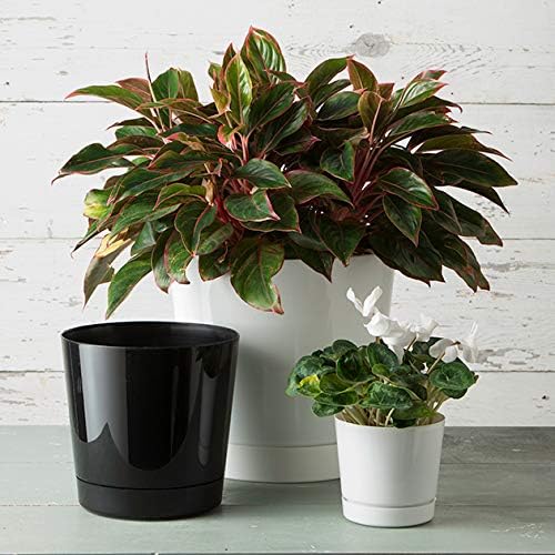 Novelty Majestic Full Depth Round Cylinder Pot, Glossy White, 6-Inch (10062)