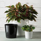Novelty Majestic Full Depth Round Cylinder Pot, Glossy White, 6-Inch (10062)