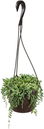 Raindrops Succulents Plants Live in Hanging Planter, Succulent Plant Basket Indoor Plants, Live Succulents Plants, Hanging Plants Succulents Live Trailing Succulent Plants Live by Plants for Pets