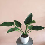 Philodendron Congo Green Live Plant for Indoor | Different Houseplants in 4'' & 6'' Pot | Real House Plant for Living Room, Office, Desk & Bathroom | Congo Green