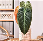 Variegated Philodendron Live Plant, Rare Indoor Houseplant Live Well Rooted 5-7 Inches, Container Growing, Home Office Decor (Giant Leaves Philodendron)