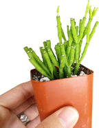 Live Cactus Plants, Fully Rooted 2-inch Cactus Succulent Plants, Rare Varieties for Gift or Home Decoration (Dancing Bones Hatiora Salicornioides Cactus)