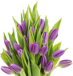 KaBloom PRIME OVERNIGHT DELIVERY - WEDDING COLLECTION - PREMIUM 20 Purple Tulips - Farm Direct Wholesale Fresh Flowers|Gift for Birthday, Anniversary, Thank You, Valentine, Mother’s Day Fresh Flowers