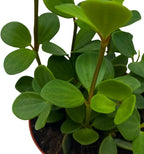BubbleBlooms Peperomia Hope in a 4 inch Pot rotundifolia