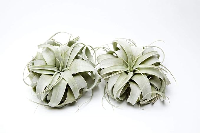 Garden in the City Air Plant Tillandsia Xerographica 6" Wide, Greenhouse Grown, Ships from California, Indoor Outdoor