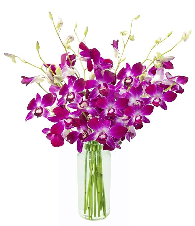 KaBloom - 10 Purple Orchid Without Vase - Fresh Flowers for Birthday, Valentine's & Mother's Day