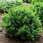 Little Missy Dwarf Boxwood (Buxus) - Live Plant - (1 QT)