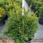 Green Velvet Hybrid Boxwood Shrub- Dense Evergreen for Hedges & Topiary- Pet Safe, Container Friendly, Low Maintenance 3 Gallon