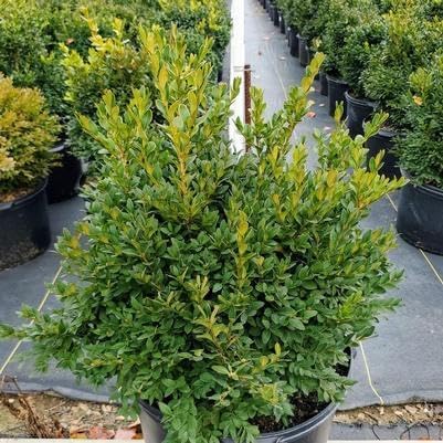 Green Velvet Hybrid Boxwood Shrub- Dense Evergreen for Hedges & Topiary- Pet Safe, Container Friendly, Low Maintenance 3 Gallon