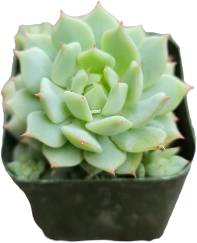 Live Cactus and Succulent Plants (2" Pot Echeveria Derenbergii)