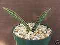 Sansevieria Fischeri Singularis Rare (CHK) Succulent Outdoor Indoor Collector Plant 4"