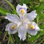 35 Mixed Color Rare Heirloom Iris Seeds - Stunning Colors for Your Garden - Uncommon Varieties