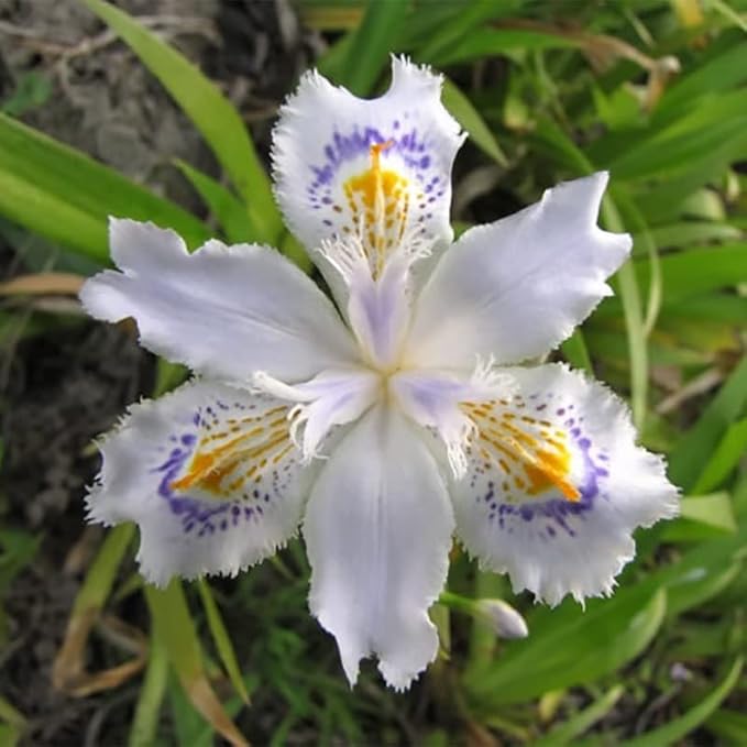 35 Mixed Color Rare Heirloom Iris Seeds - Stunning Colors for Your Garden - Uncommon Varieties