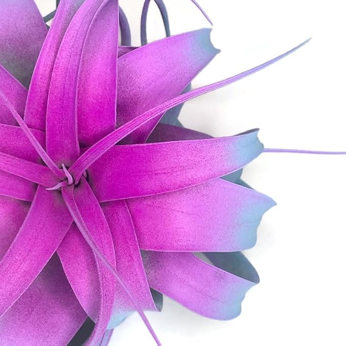 XL Xerographica Colored Air Plant, Live Tillandsia House Plant, Easy Care Indoor Outdoor, Great Gift, Healthy Arrival Guaranteed (Rainbow #2)