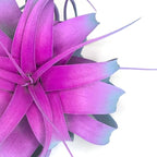 XL Xerographica Colored Air Plant, Live Tillandsia House Plant, Easy Care Indoor Outdoor, Great Gift, Healthy Arrival Guaranteed (Rainbow #2)