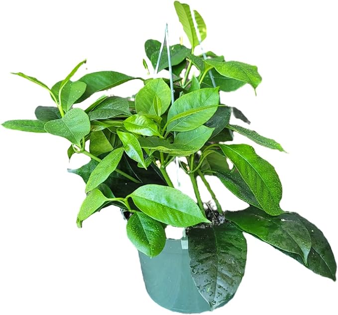 Hoya Shooting Star - Hoya Multiflora - Hoya Plants Live Houseplants - Stunning Shooting Star-Shaped Blooms - Air Purifying Tropical Vine - CA Seller (1 Small Plant in 3.5" Pot)