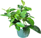 Hoya Shooting Star - Hoya Multiflora - Hoya Plants Live Houseplants - Stunning Shooting Star-Shaped Blooms - Air Purifying Tropical Vine - CA Seller (Multiple Plants in 6" Hanging Pot)