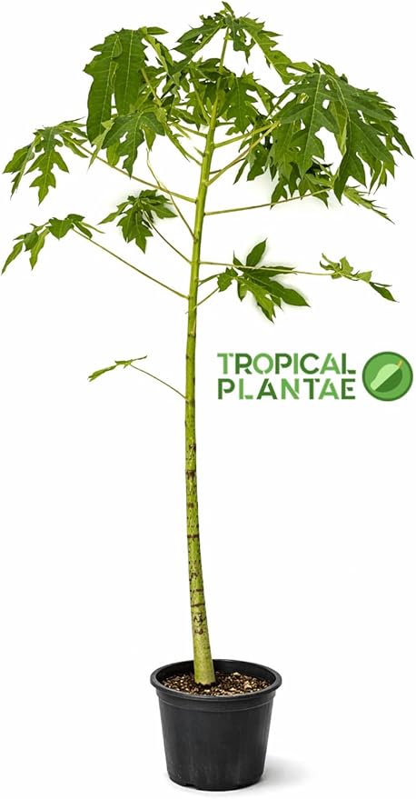 Papaya Tree Seedling (Carica Papaya) – Live Tropical Fruit Plant – Fast Growing – USDA Certified
