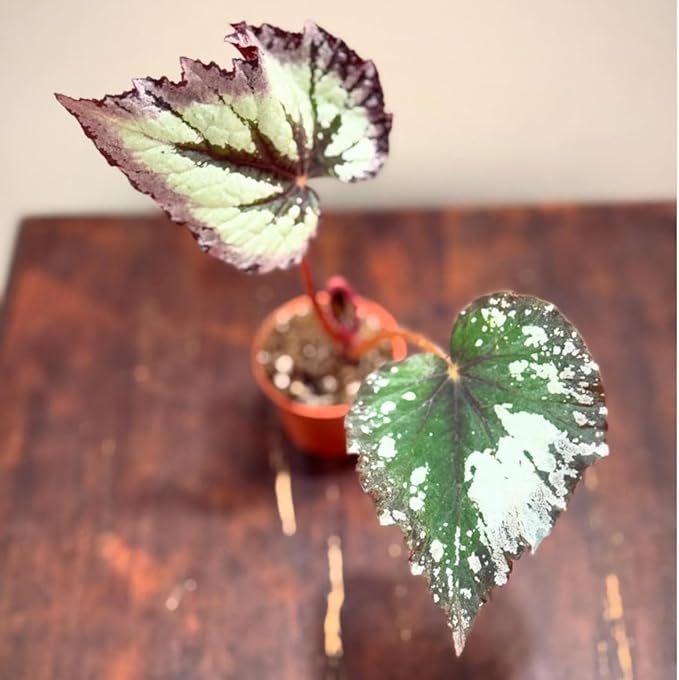 Trailing Begonia Plant Live, Rare Begonias Live Plant, 4-8 Inc Starter Indoor Outdoor Houseplant (Purple Green Begonia)