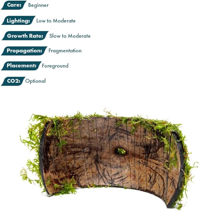SubstrateSource Live Planted Decor - Christmas Moss (Vesicularia montagnei) on Coconut Shell Bridge - Low Light, Green Freshwater Aquatic Plant, Foreground Aquarium Placement for Aquascaping - 1 Pack