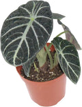 Alocasia Ninja Live Plant – Alocasia Ninja Corm Rooted Cutting – Rare Elephant Ears Indoor Tropical House Plants Gifts – Easy Care Starter Plant for Collectors, Home Decor (Heat Pack Included)
