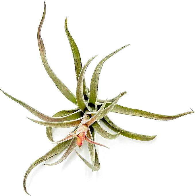 ragnaroc Air Plants - Flowering Tillandsia Harrisii, Large 3-5" - 2ct - Live Arrival Guaranteed - House Plants for Home Decor & Gift