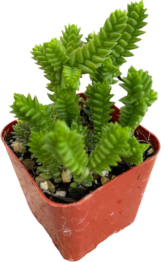 Live Succulent Cactus Plants (2" Pot Crassula Muscosa Watch Chain Plant)