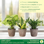 Thorsen's Greenhouse Live Low Light Houseplants (3 Pack), Easy to Grow Indoor Plants, Grower's Choice Bundle, 4-inch Diameter Established Plants, Decorative Coffee Ruffled Pot (3-Pack)