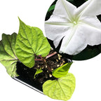 Smoke Camp Crafts Live Organic Moon Flower Plant (Ipomoea alba) in 2.5 inch Pot | Moonflower, Moonvine, Tropical White Morning Glory