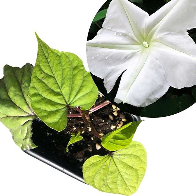 Smoke Camp Crafts Live Organic Moon Flower Plant (Ipomoea alba) in 2.5 inch Pot | Moonflower, Moonvine, Tropical White Morning Glory