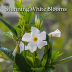 White Mandevilla Plant - Live Flowering Plant with Trellis - 18 inch Hoop, 18 inch to 20 inch Overall Height - 1 Gallon Planter - Tropical Plants of Florida (Plant Only)