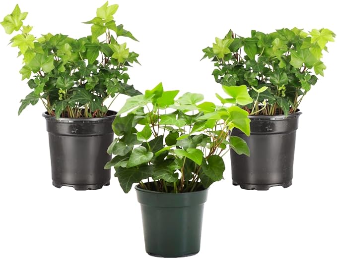Thorsen's Greenhouse Live Green English Ivy Plant, Hedera Helix, Natural Air Purifier, Easy to Grow, Live Indoor Houseplant, 4" Diameter Pot (3 Pack Nursery Pots)