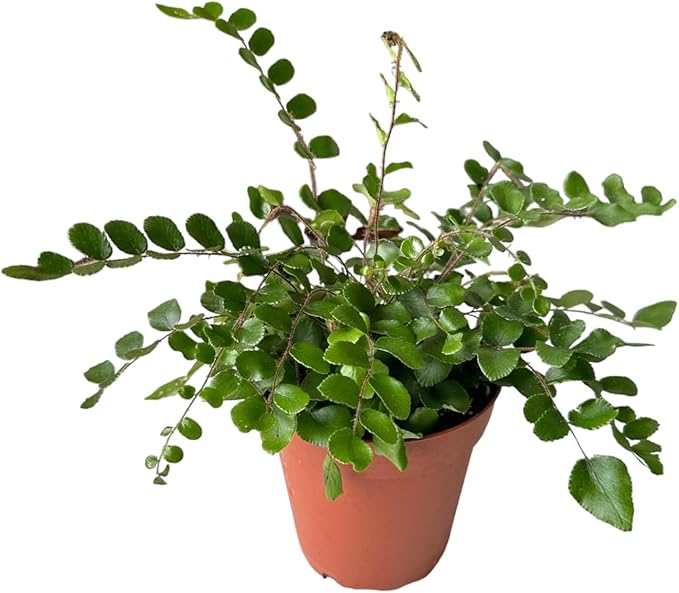 Button Fern, Live Indoor Plant, Pet-Friendly, Easy Care and Easy to Grow Houseplant, Air Purifying Plant, 4 inch Pot - Hopewind Plants Shop