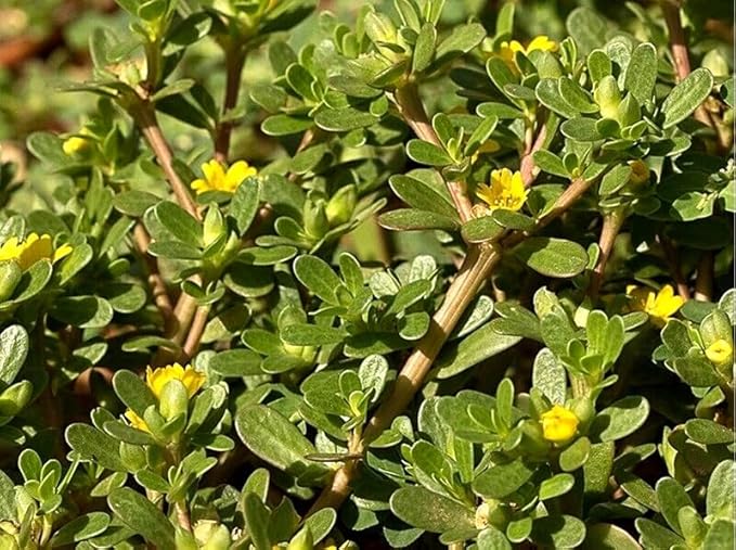 500+ Golden Purslane Seeds Portulaca Sativa Leafy Vegetables Garden Plant