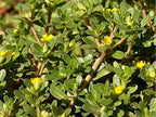 500+ Golden Purslane Seeds Portulaca Sativa Leafy Vegetables Garden Plant