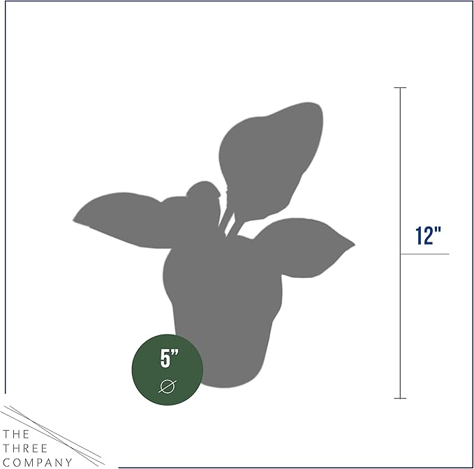 Live Perennial Hosta - Assorted Varieties (3 Plants Per Pack) Beautiful Accent Plant, 10" Tall by 4" Wide in 1 Qt Pot