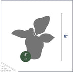 Live Perennial Hosta - Assorted Varieties (3 Plants Per Pack) Beautiful Accent Plant, 10" Tall by 4" Wide in 1 Qt Pot