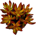 Fat Plants San Diego Succulent Plant(s) Fully Rooted in 4 inch Planter Pots with Soil - Real Live Potted Succulents/Unique Indoor Cactus Decor (1, Sedum nussbaumerianum)
