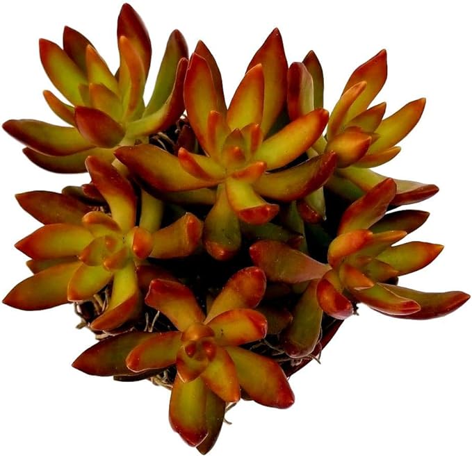 Fat Plants San Diego Succulent Plant(s) Fully Rooted in 4 inch Planter Pots with Soil - Real Live Potted Succulents/Unique Indoor Cactus Decor (1, Sedum nussbaumerianum)