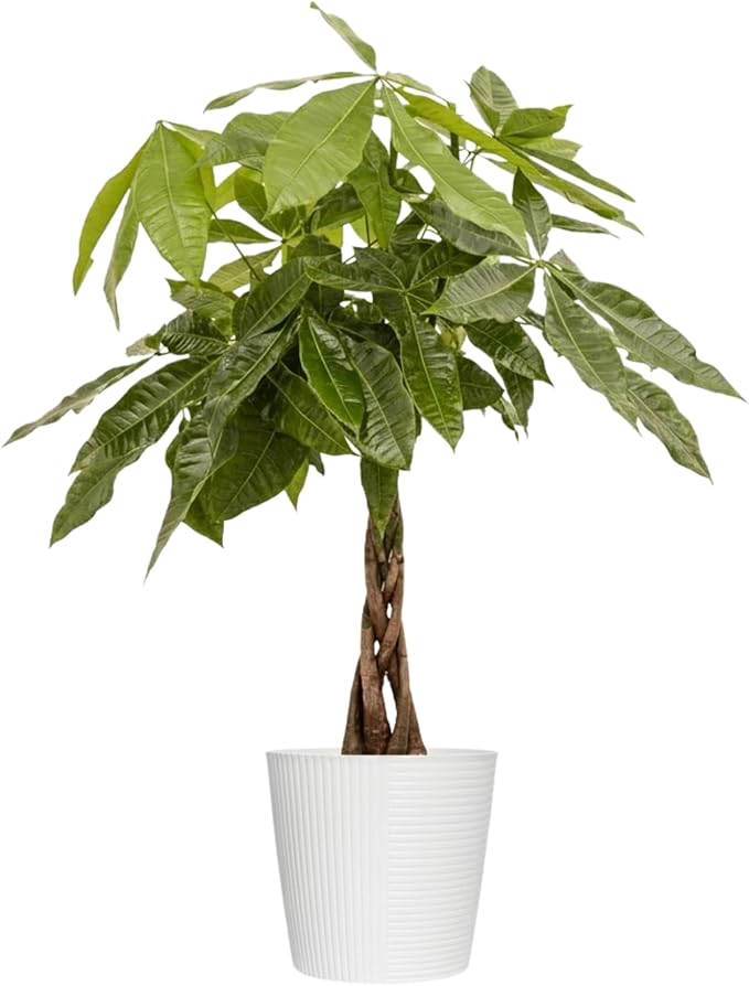 Money Tree Live Plant by United Nursery Pachira Aquatica Braided Trunk Indoor Tree, Easy Care Air Purifier House Plant for Lucky Home and Office Decor