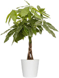 Money Tree Live Plant by United Nursery Pachira Aquatica Braided Trunk Indoor Tree, Easy Care Air Purifier House Plant for Lucky Home and Office Decor