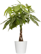Money Tree Live Plant by United Nursery Pachira Aquatica Braided Trunk Indoor Tree, Easy Care Air Purifier House Plant for Lucky Home and Office Decor