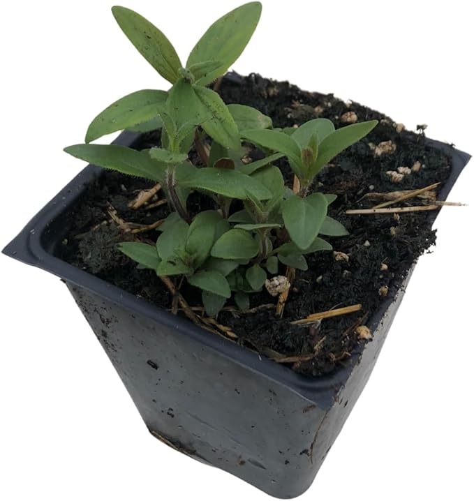 Smoke Camp Crafts Live Organic Hoary Mountain Mint (Pycnanthemum incanum) Plant in 2.5 inch Pot | Native Scented Pollinator Plant White Flowers Silver Leaf Mountain Mint