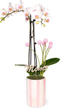 Green Circle Growers 5" White with Pink Orchid with Mom Pick and Billy Balls, Living Indoor Plants, House Plant